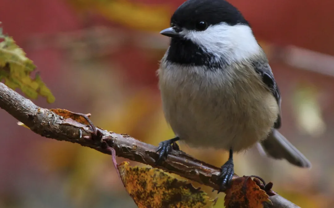 Fall in Love with Local Birds – North American Non-Migratory Birds